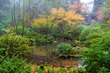 Foggy Morning at Japanese Garden