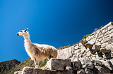 llama standing in Macchu picchu ruins