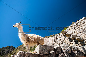 llama standing in Macchu picchu ruins