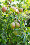 Ripe and juicy pear fruit on the branch