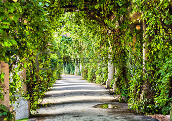 archway in the park at summer.