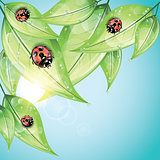 Red ladybugs on the green leaves.