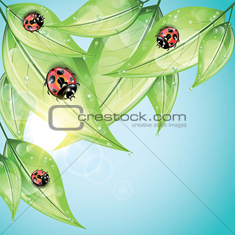 Red ladybugs on the green leaves.