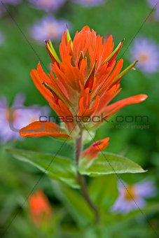 An Indian Paintbrush wildflower springs to life
