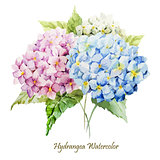 Hydrangea bouquet