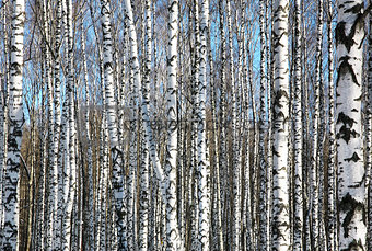 Birches on blue sky