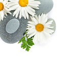 Daisy camomile flower and sea stones