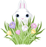 Easter Bunny with crocus bouquet