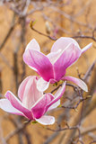 blooming magnolia