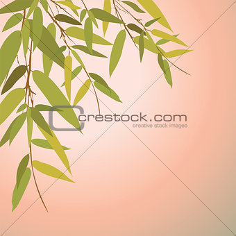 Bamboo trees and leaves at sunset time.