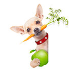 healthy hungry dog