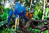 parrots in a tree