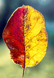Beautiful two-tone autumn leaf