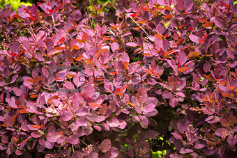Pink, brown and red barberry bush in garden
