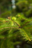 Pine tree green branch