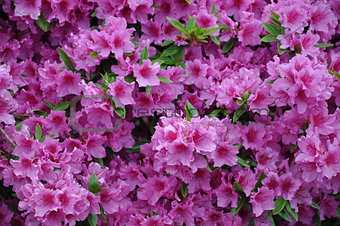 spring blossom, pink petals, azalea, sunlight effect, green, garden, tree
