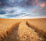 Pamorama meadow of wheat