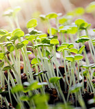 Thyme Seedlings