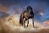 Black stallion horse