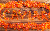 The word Caviar made from red caviar