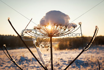 Snow on cow parsnip with sunny winter background