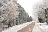 Winter and road