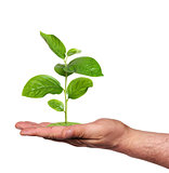 plant in a hand, isolated