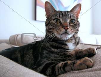 Animals  Pets   very beautiful cat sitting on the couch  looking