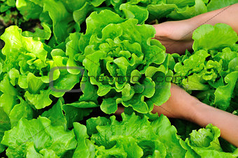 Green lettuce in growth at vegetable gardenchoy sum