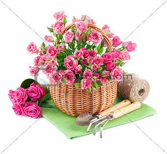 Bunch pink roses in basket with garden tools