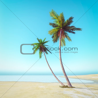 palm tree beach