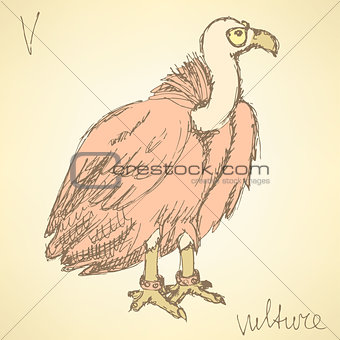 Sketch fancy vulture in vintage style