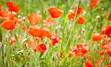red poppy on green grass and red poppies