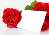 two red roses and blank gift card for text on white background