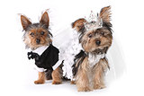 Bride and Groom Yorkshire Terrier Puppies on White