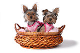 Yorkshire Terrier Puppies Dressed up in Pink