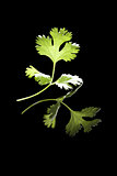 Cilantro leaf isolated.