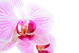 Beautiful Pink Orchid Flower Isolated on White Background