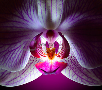 Beautiful Pink Orchid Flower on Violet Background