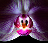 Beautiful Pink Orchid Flower on Black Background