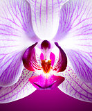 Beautiful Pink Orchid Flower on Violet Background