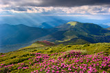 rhododendron in the Carpathians