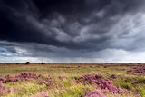 stormy sky over meadows with heather