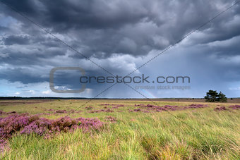 stormy sky and rainbow over heatherland