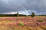 rainbow over meadow with flowering heather