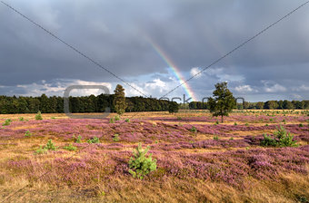 rainbow over meadow with flowering heather