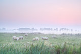 sheep on pasture at sunrise