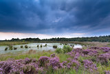 clouded sky over swamp and flowering heather