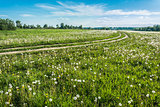 Road through a field of dandelions. 