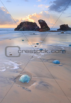Watongo Rocks and blue Jelly Blubber jellyfish